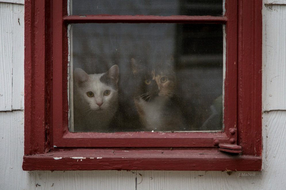 20 меланхоличных котиков, которые ждут возвращения своих людей домой