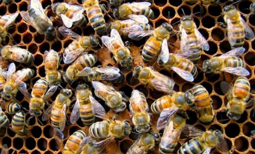 Пчеловод: минувшую зиму пчелы перенесли хуже, чем предыдущую
