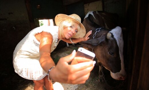 barishnya-krestyanka-selfie-cow-44624750