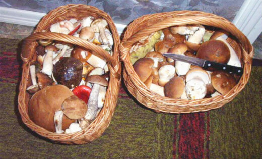 Читатель: В латвийских лесах наконец-то начался грибной сезон (+ фото)