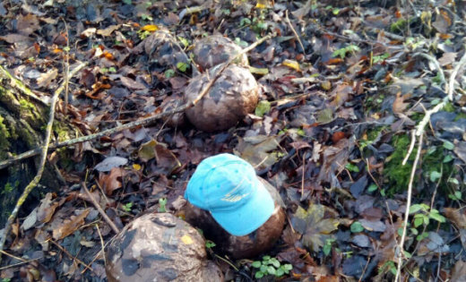 ФОТО: Читательница обнаружила в лесу гриб "гигантский головач"