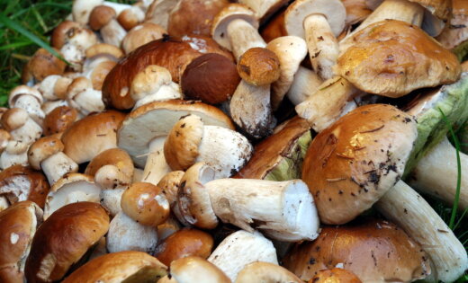 Центральный рынок: упали цены на боровики, остальные грибы подорожали