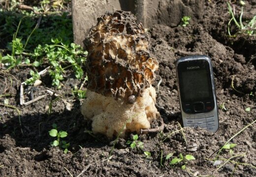 Фото: во дворе дома в Екабпилсе выросли гигантские сморчки