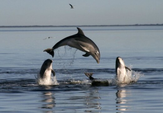 Дельфин помог спасти десятки сородичей, которым грозила гибель