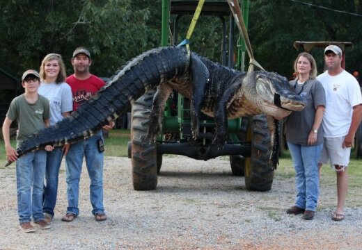 ФОТО: пойман самый большой аллигатор в мире