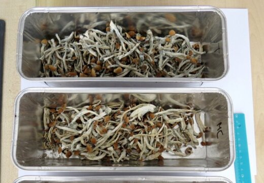 Во время обыска полиция изъяла 173 грамма галлюциногенных грибов