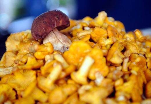 Эксперты: урожай грибов будет самым богатым в начале осени
