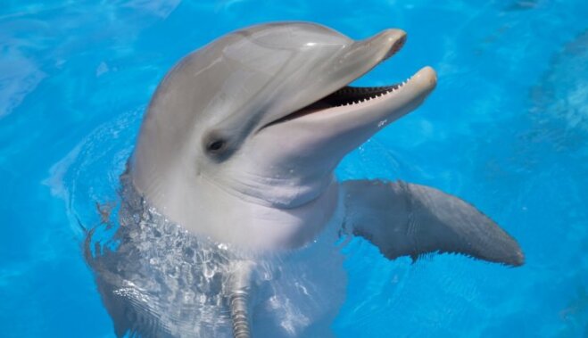 Attēlu rezultāti vaicājumam “delfīns”
