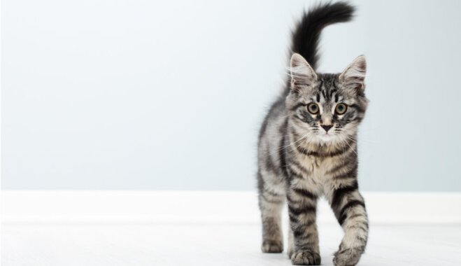 10 aizraujoši un mazzināmi fakti par kaķiem