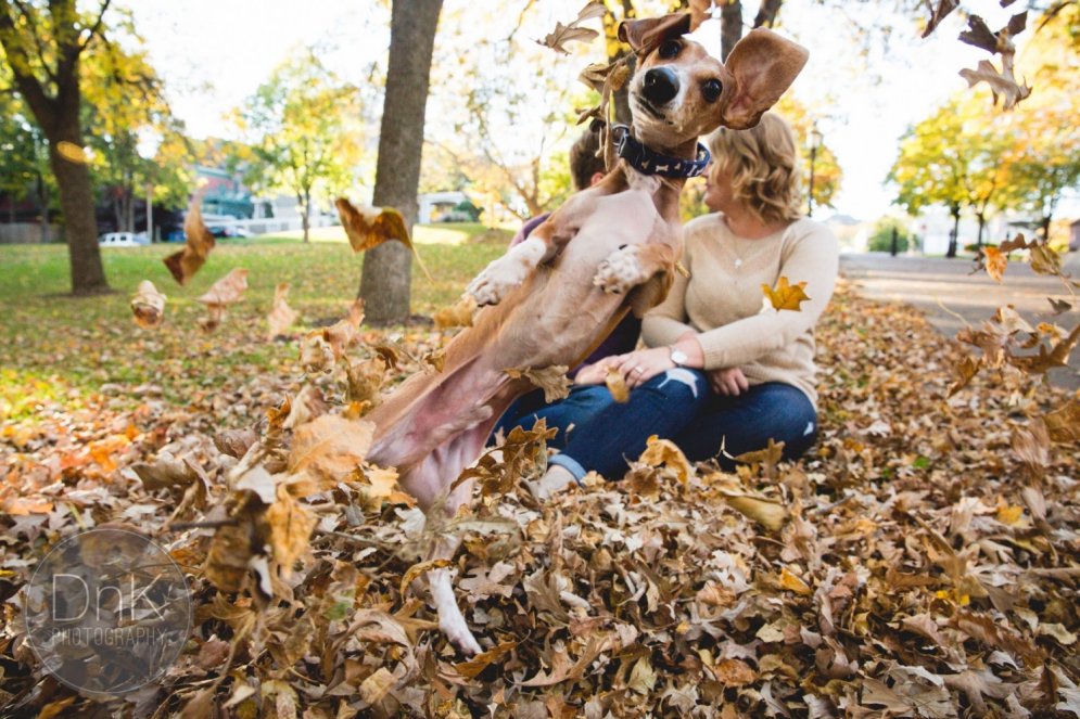 Smieklīga fotobumba: suns izbojā romantisku foto sesiju