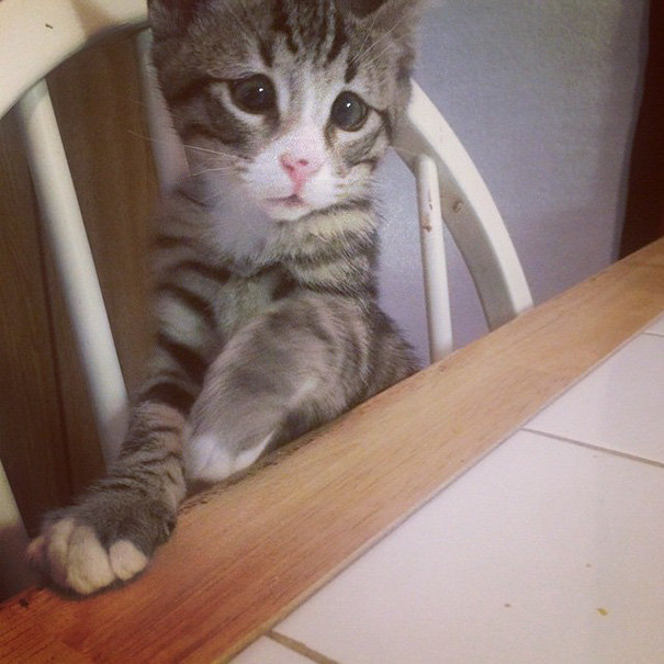 Милый косоглазый котенок со взглядом "ОМГ, что случилось?!" стал интернет-сенсацией