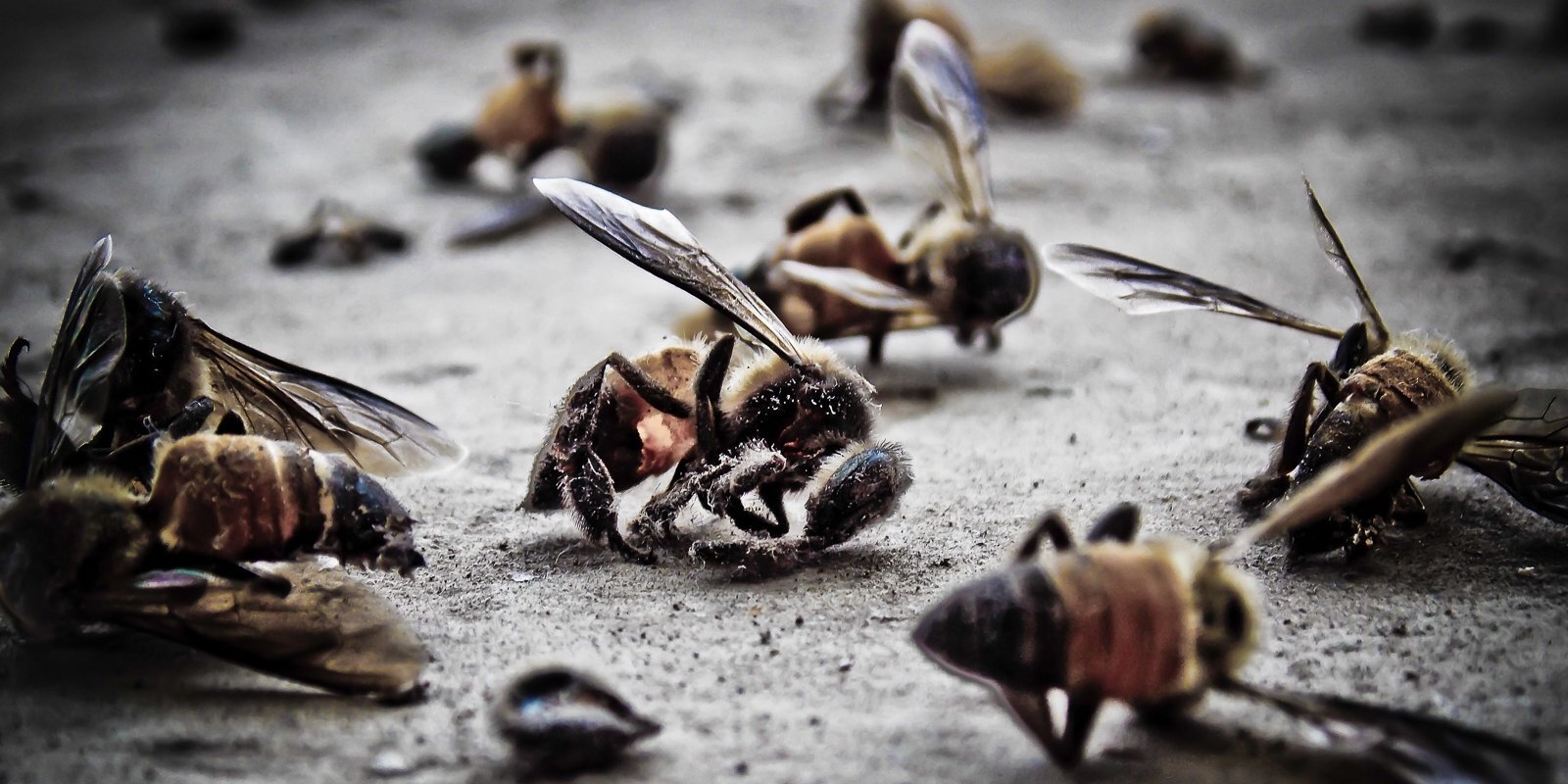 Klusā izmiršana: vai kukaiņu 'apokalipse' ir nenovēršama