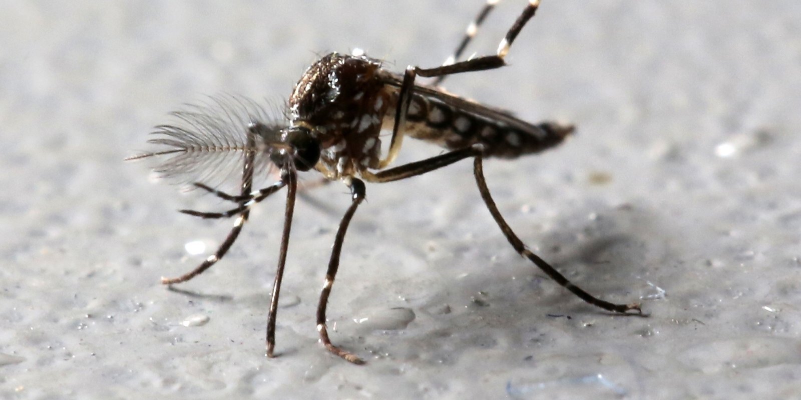 Накормите своего первого комара. Профессор Спуньгис о том, как жить с клещами, комарами и другими насекомыми