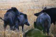 Apbrīnojamā Latvija: Dabas pētnieka Viļņa Skujas labākās fotogrāfijas