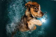 Suņu fotogrāfs pierāda - kucēni zem ūdens ir divtik mīlīgi