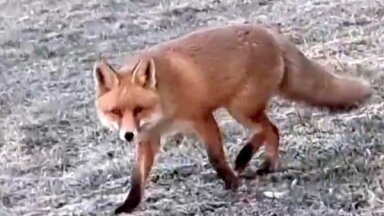 ВИДЕО: Жителей Бауски удивила разгуливающая по городу лиса