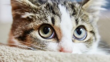 Невыездные: Кошки и коты из России попали под западные санкции