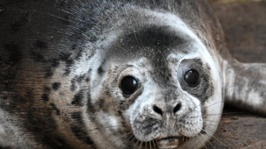 На выходных в Рижском зоопарке пройдут Дни тюленей