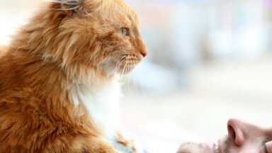 Кошачья любовь: как понять, что вы нравитесь кошке?