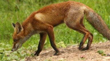 ФОТО. На природных тропах Лигатне снова появились лисы