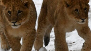 ФОТО, ВИДЕО. Живущим в Рижском зоопарке львятам Тейке и Варису исполнилось полгода