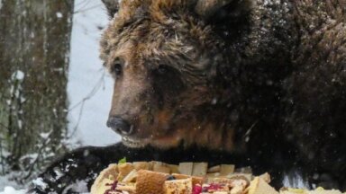 Знаменитой медведице Илзите из Лигатне исполняется 22 года