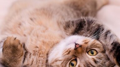 Три вопроса, которые не дают покоя хозяевам кошек