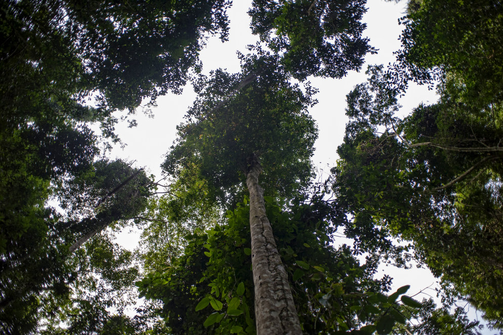Top 7 lielākie pasaules meži. Vai zini, kas tie ir?
