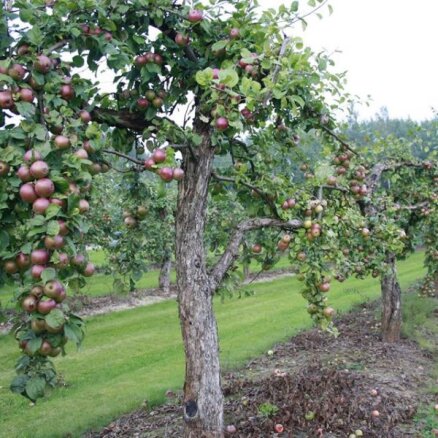 Vīnogu, ābolu un ķirbju lauki tepat Latvijā: neparasti dārzi, ko apskatīt Tukuma pusē