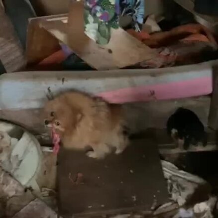 Video: Cēres pagastā atrod 34 nežēlīgos apstākļos turētus suņus