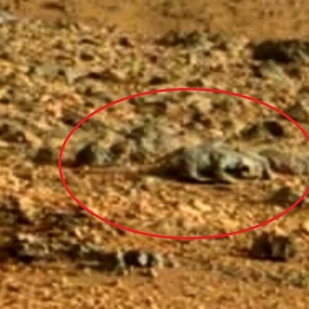 NASA fotogrāfijā no Marsa saskatīta milzu ķirzaku