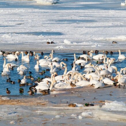 Latvijā putnu gripa konstatēta vēl 14 savvaļas putniem; Igaunijā – mājputnu novietnē