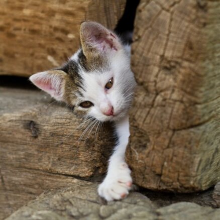 Kaķu zinātne: Kā Muris spēj izspraukties cauri neticami šaurām vietām