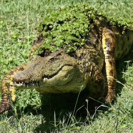 ASV aligators nokož pensionārei kāju