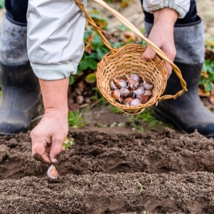 Dārzeņu dobe rudenī: ko stādīt un kā sagatavot augsni