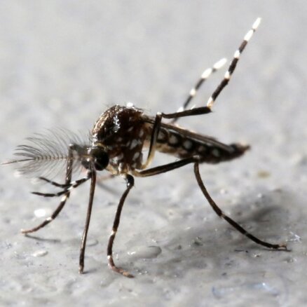 Накормите своего первого комара. Профессор Спуньгис о том, как жить с клещами, комарами и другими насекомыми