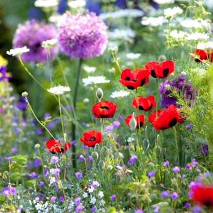 Savvaļas ziedi tavā dārzā – neatkārtojami skaisti un dabai vērtīgi