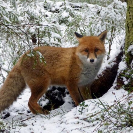 ФОТО: В Лигатне "сердобольный" нарушитель выпустил лис на волю: одно животное в итоге погибло в муках