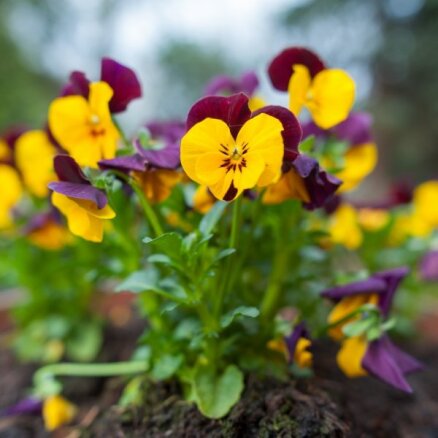 Pavasara spītnieces atraitnītes – kā lutināt agri ziedošās puķes