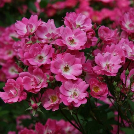 Botāniskajā dārzā krāšņi zied rozes (+FOTO)