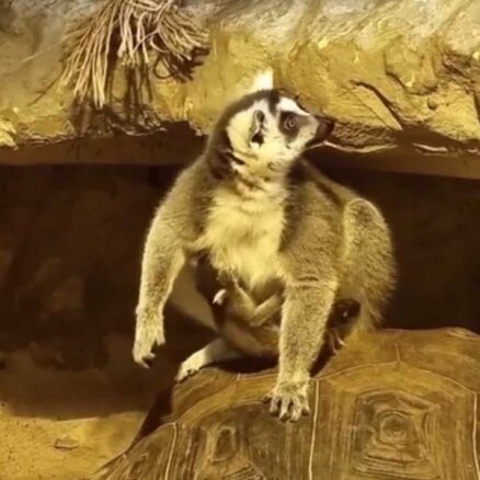 В Рижском зоопарке родился детеныш лемура