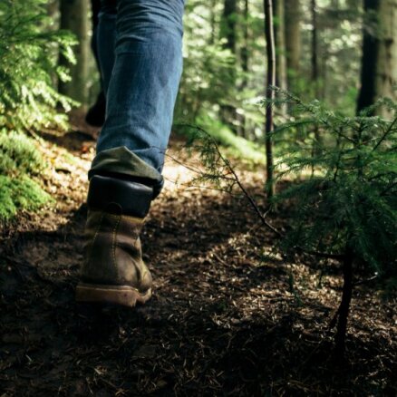 Грибнику на заметку. Как не заблудиться в лесу: советы для безопасной прогулки