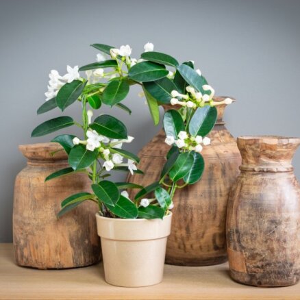 Sniegbaltie un aromātiskie ziedu ķekari – stefanote jeb Madagaskaras jasmīns