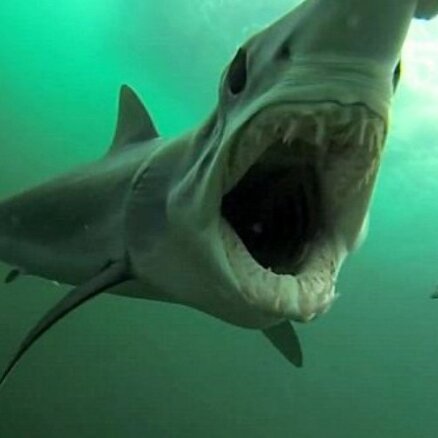 Video: Kā izskatītos, ja tevi apēstu haizivs