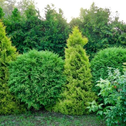 Staltās, mūžzaļās tūjas: kā izvēlēties mūsu klimatam piemērotākās un pareizi rūpēties par tām