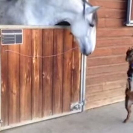 Video: Maza kaziņa flirtē ar milzīgu zirgu