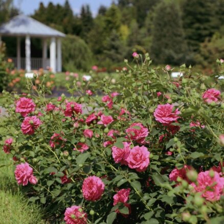 ФОТО. В Национальном ботаническом саду в Саласпилсе цветут розы