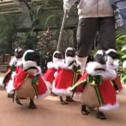 Video: Mīlīgi pingvīni rūķīšu tērpos ieskandina Ziemassvētkus