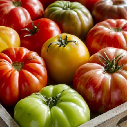 Pārbaudīti triki, kā nogatavināt slinkus tomātus
