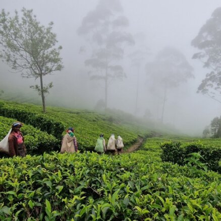 Izlēkt no braucoša vilciena un līdz ceļiem tējas laukos: Roberta piedzīvotais Šrilankā
